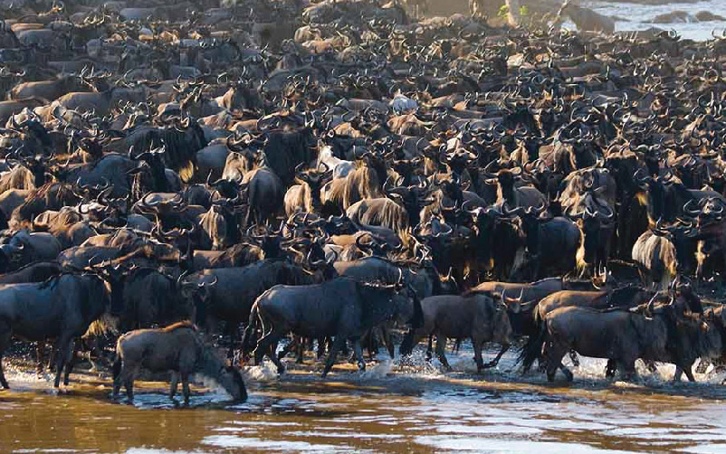 Great migration safari Tanzania package