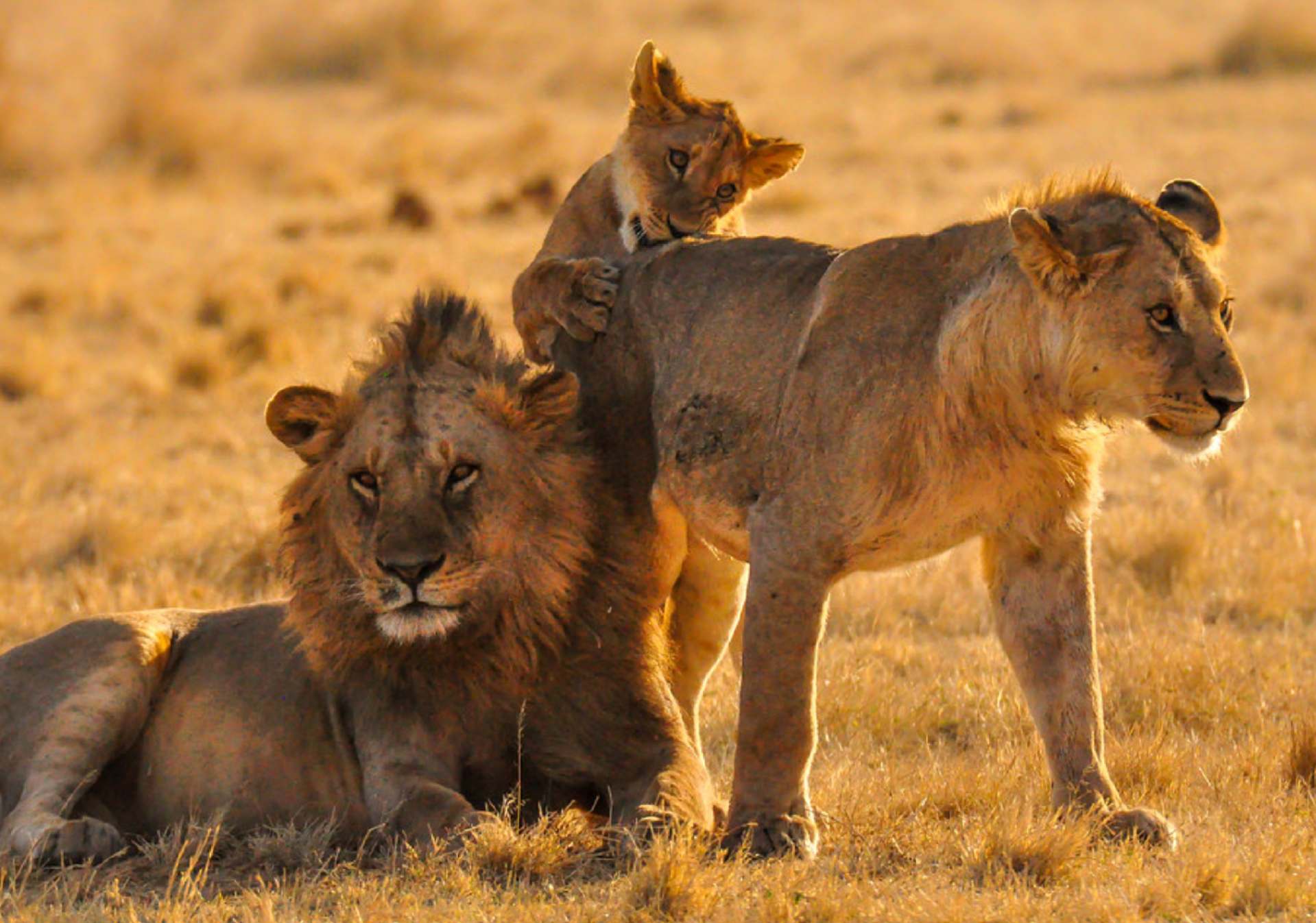 Tanzania-Safari-for-First-Timers