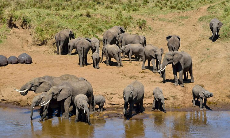 Tanzania-Safari-for-First-Timers