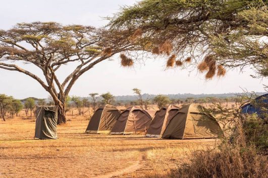 Budget safari camp in Tanzania
