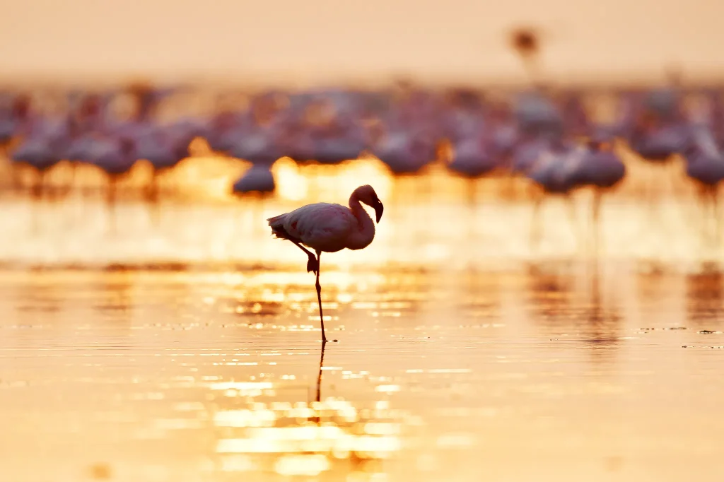 Lake Manyara National Park Tanzania day tour