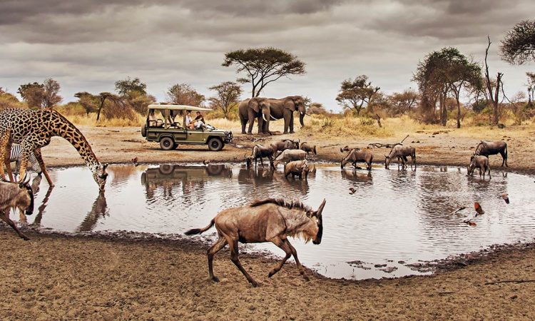 safari and Zanzibar