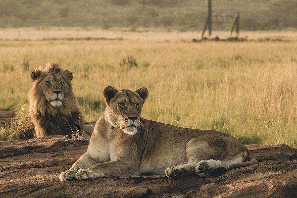 Lion pride in Serengeti National Park