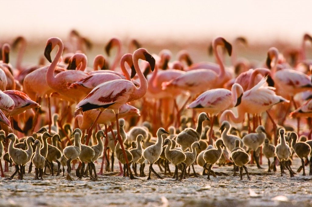 Flamingos in Lake Natron Tanzania