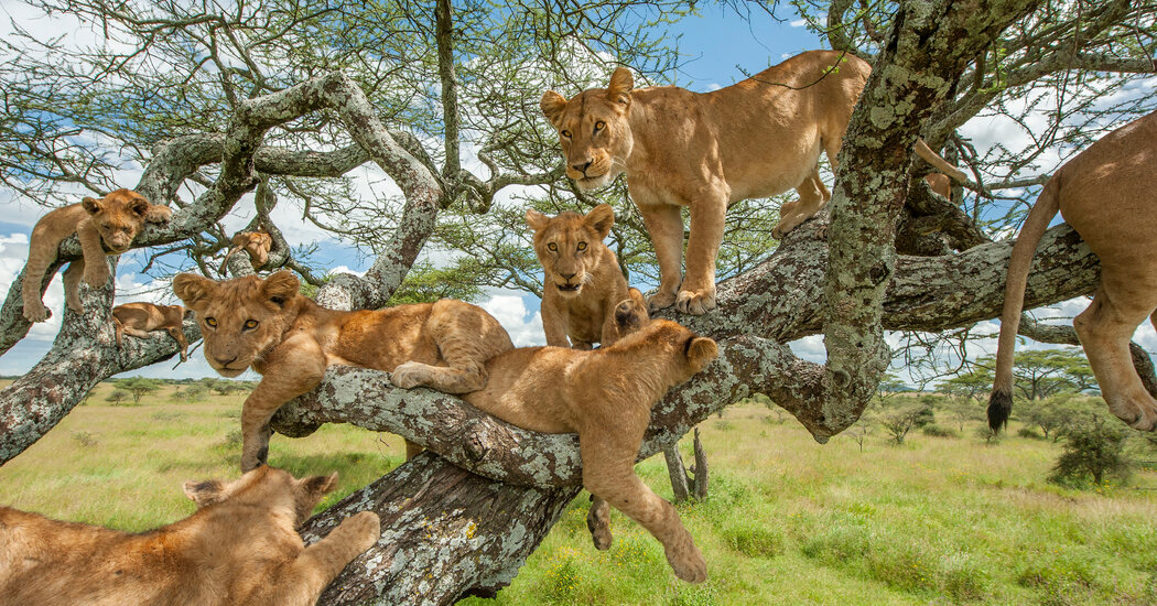 Tree-climbing lions in Lake Manyara