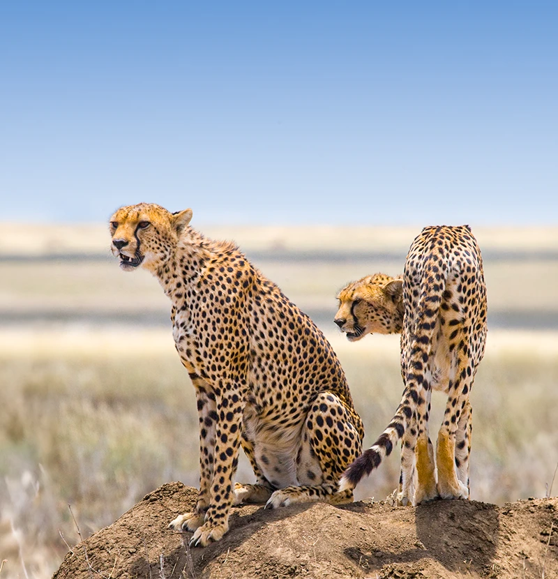 African wildlife in a beautiful natural safari landscape